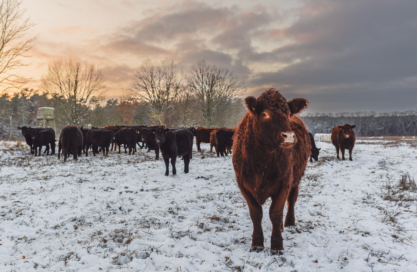 Die Gut&Bösel Weihnachts-Schmorbox