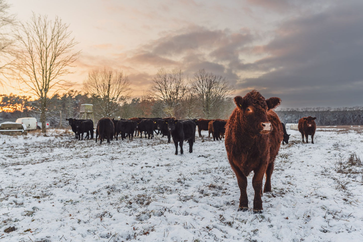 Die Gut&Bösel Weihnachts-Premiumbox
